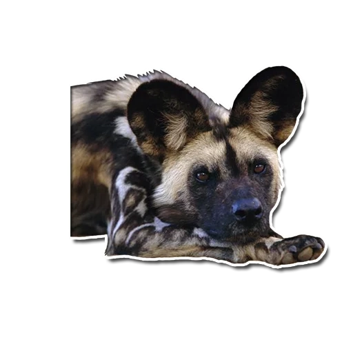 le chien est un animal, hyennaya dog, chien hynoïde, berger allemand avec un fond blanc, chien hyène africain