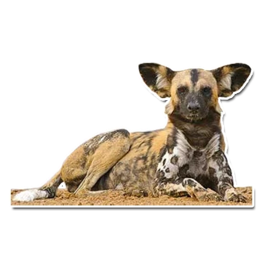 perro de hiena, perro hyennaya, perro hyenoide, perro salvaje africano, perro hiena africano