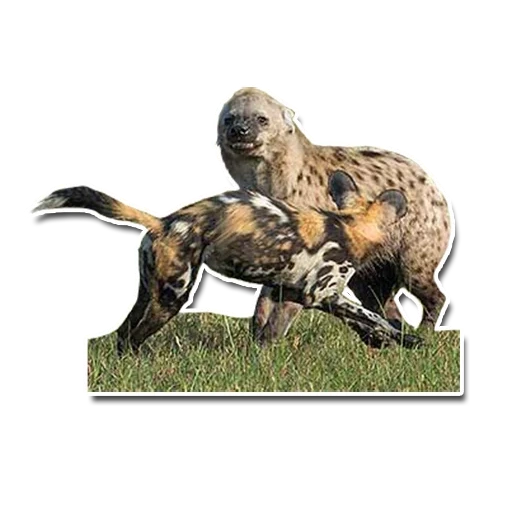 wilde tiere, hyennaya hund, afrikanischer wildhund, hyennaya hundeherdenjagd, der hyäoide hund jagt die jagd