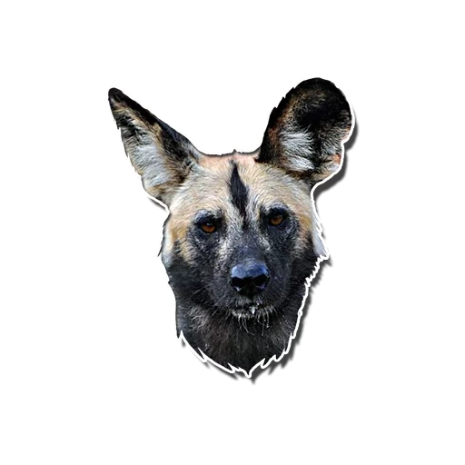 hyena dog, hyennaya dog, chien hynoïde, chien sauvage africain, le chien hynoïoïde se balance