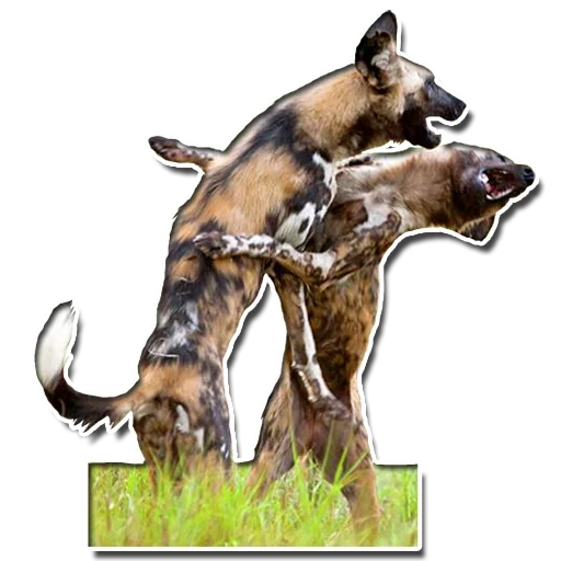 hyena dog, hyennaya dog, anjing hyenoid, anjing liar afrika, anjing hyena afrika