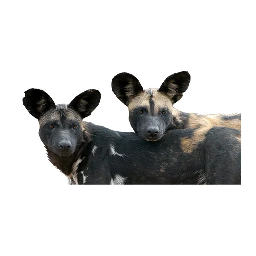 balthazar fever, hyennaya dog, couleur de chien hyennaya, le chien en forme de hyène est un troupeau, chien gyenoïde africain