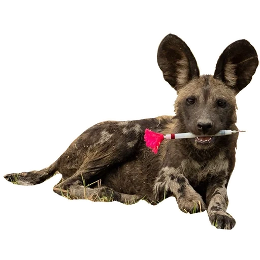 hewan, hyennaya dog, anjing afrika, anjing hyenoid, anjing liar afrika