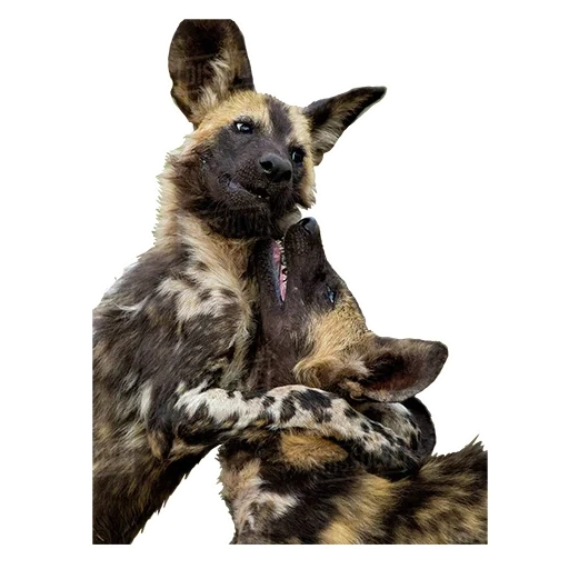 hyena dog, hyennaya dog, chien hynoïde, chien hyène africain, chien gyenoïde africain