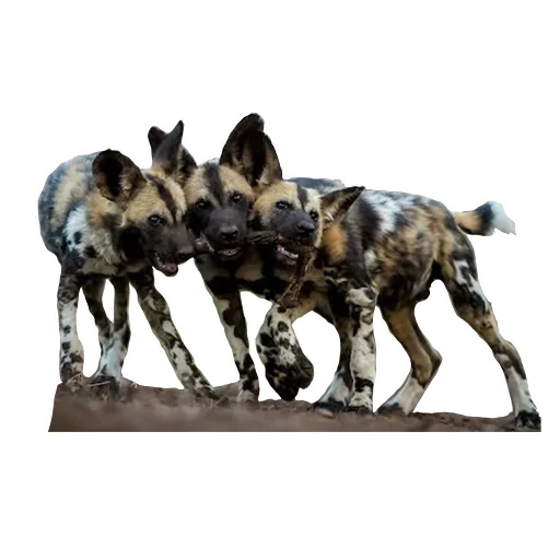 hyennaya dog, chien hynoïde, chien hyène africain, chien gyenoïde africain, animaux du chien hyenas savannah