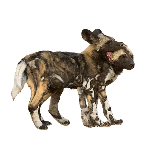 chien sauvage, chien hynoïde, chien hyène africain, chien hynoenoïde schleich, chien hynonoïde avec un fond blanc