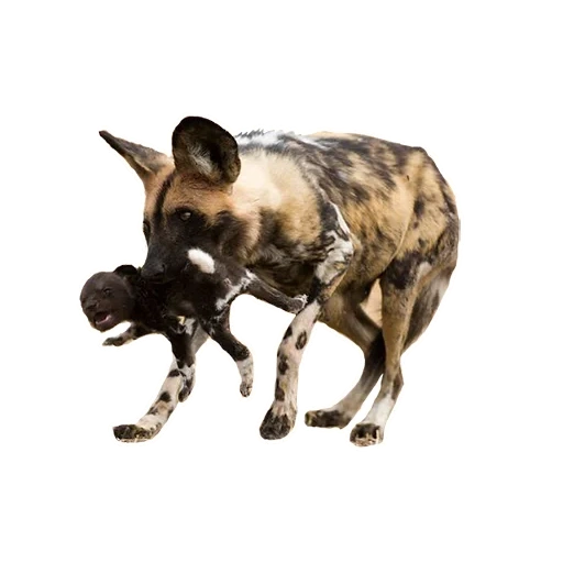 hyena dog, chien hynoïde, chien hyène africain, chien hynoïnodal kalahari, chien hynonoïde avec un fond blanc