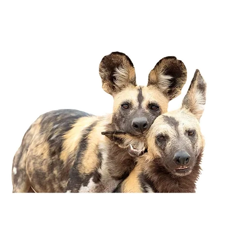 cão hyennaya, cão selvagem africano, cachorro hiena africana, cão gienóide africano, cão hienóidal mexicano