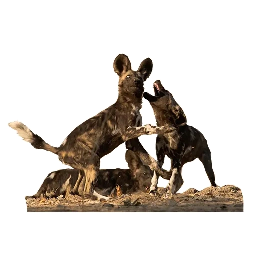 bronze pj mene, the sculpture is a messenger, bronze sculpture, sculpture of bronze lynx, bronze sculpture dog