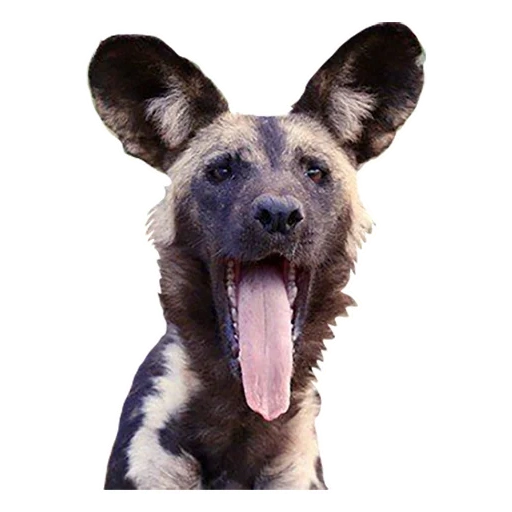 hyena dog, hyennaya dog, chien hynoïde, le chien à oreilles est sauvage, chien gyenoïde africain