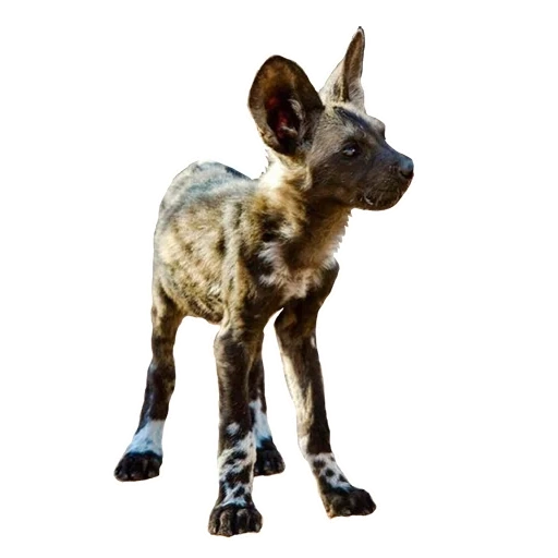 hyennaya hund, afrikanischer hyäne hund, hyenoidhund mit einem weißen hintergrund, afrikanischer gyenoidhund, australischer hyenoidhund