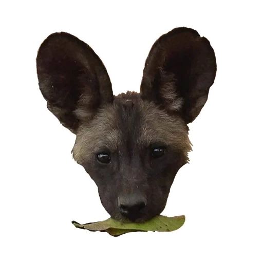 animals, hyena dog, hyenoid dog, african shepherd, hyenoidal dog's muzzle