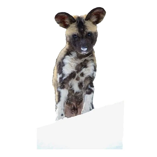 o cachorro é um animal, cão hyennaya, cachorro hienóide, cor de cachorro hienóide, cão hienóide com fundo branco