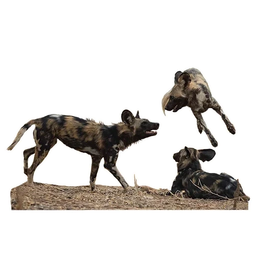cão selvagem, madeira de cachorro, cão selvagem africano, esculturas de bronze de cães, figuras do cachorro alemão do cachorro de bronze