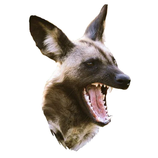 iena, hyena è arrabbiata, cane iena, cane iennaya, il cane orecchio è selvaggio