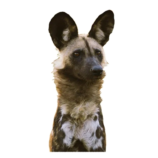 hyennaya dog, chien hynoïde, chien sauvage américain, chien hyène africain, chien gyenoïde africain