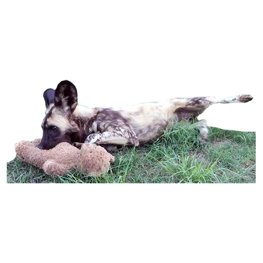 hyena dog, le chien est sauvage, le chien est un animal, hyennaya dog, chien hynonoïde australien