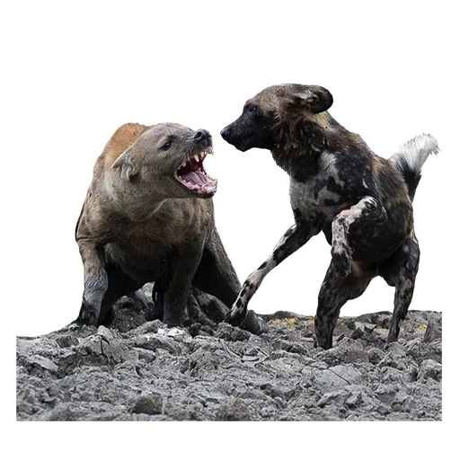 pit bulturier, iron kid pitbul, pitbul breed dog, am staffordshire terrier, pit bullerrer é americano