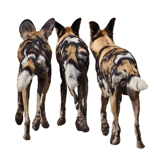 sub di cane selvatico, cane ienoideo, cane selvatico africano, cane gyenoide africano, animali del cane iena savannah