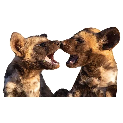 a puppy of hyena, hyena dog, the dog is an animal, hyennaya dog, hyenoid dog