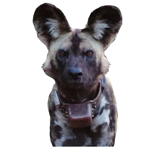 hyenoid dog, african shepherd, american wild dog, african hyena dog, african gyenoid dog