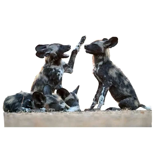 setter kasli, setter big kasli, kaslinsky casting dog 1909 trofimov f, cão de caça spainch kaslinsky casting, kaslinsky castor pointer pointer part tribe