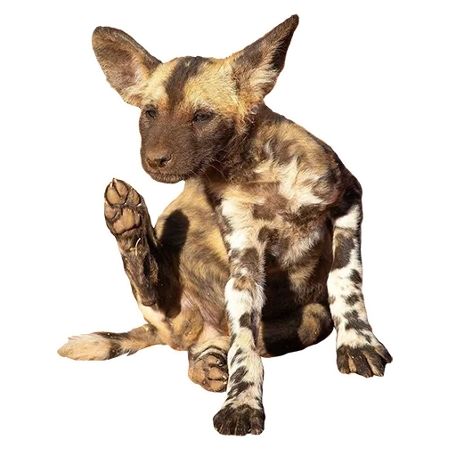 hyennaya dog, anjing hyenoid, anjing liar itu hyenoidal, anjing gyenoid afrika, anjing hyenoid australia
