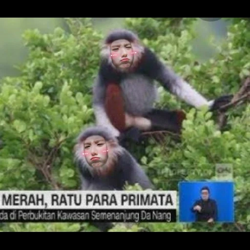 gadis, tentang monyet, sekelompok monyet, cnn indonesia, meme gorilla tua