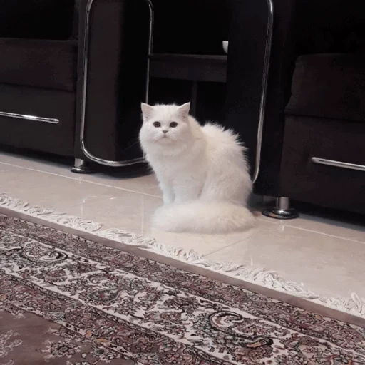 gato, gato, um gato, animais, angora cat