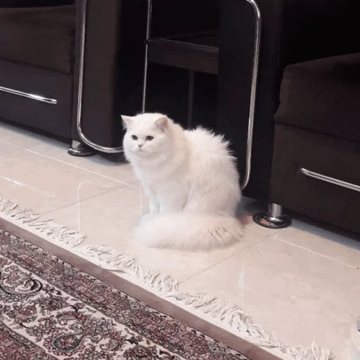 der kater, katze, eine katze, angora cat, katze türkische angora