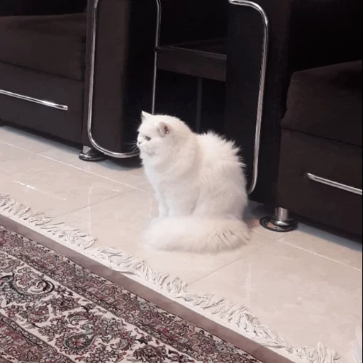 cat, cat, kitten, angora cat, turkish angora cat