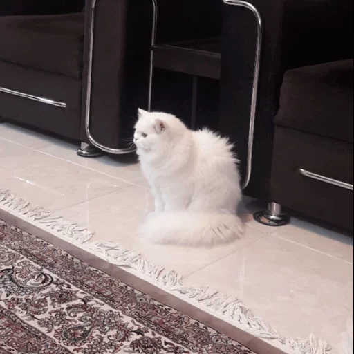 der kater, katze, eine katze, angora cat, türkische angora katze