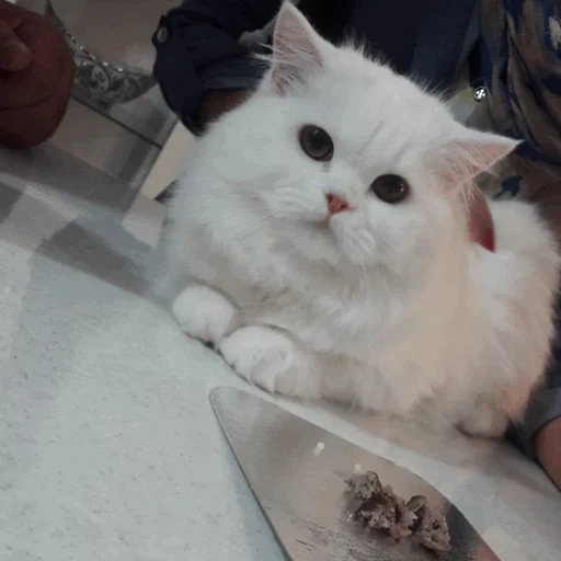 кот, кошка, белая кошка, животные милые, персидская кошка
