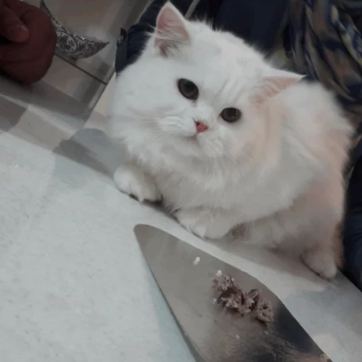 persian cat, english chinchilla, totoro long hair, british long-haired cat, british chinchilla