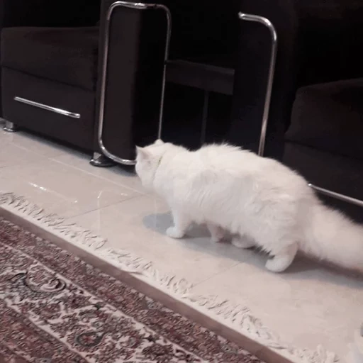 der kater, katze, katze, eine katze, katze türkische angora