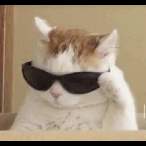 meme de gato genial, el gato con un meme con gafas