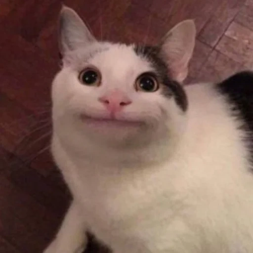 cat, meme cat, kitty meme, pop cat meme, smiling cat meme