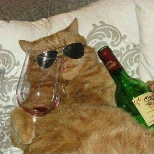 the cat is wine, cat booze, the cat is a bottle, drunk animals, cats with a bottle of vodka