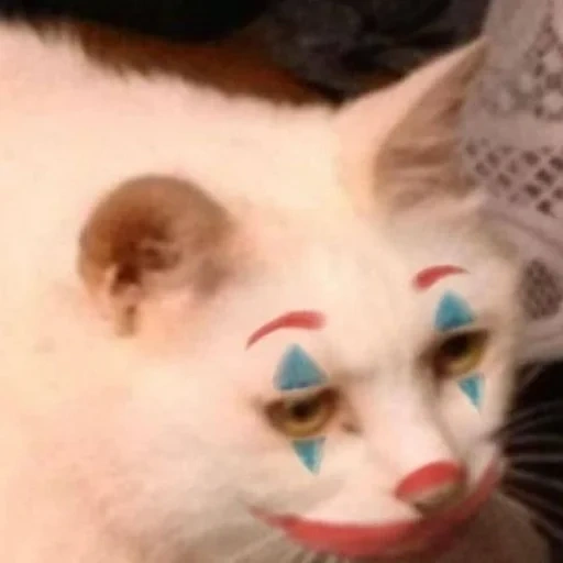 cat, cat clown, the cats are funny, cute cats are funny, funny animal faces