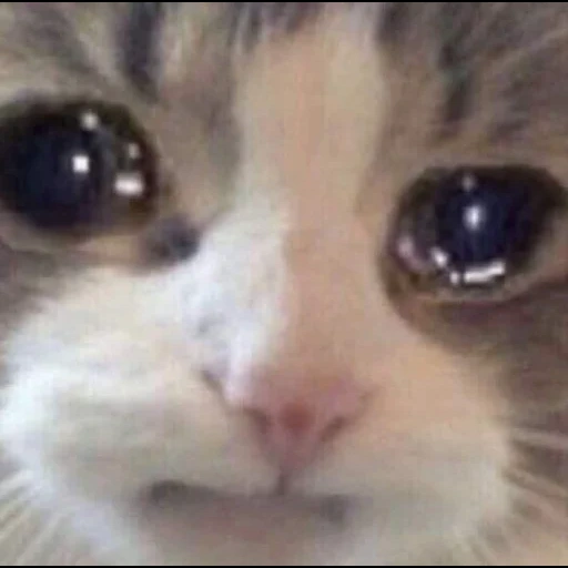 cat meme, the cat is sad, crying cat, memic cute cat, cute cats are funny