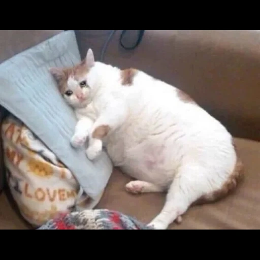 fette katze, fette katze, die katze ist fett, die katzen sind dick, eine dicke weinende katze