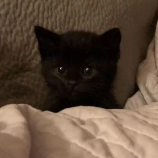 cat, a cat, cute cats, the cat is black, the kitten is black