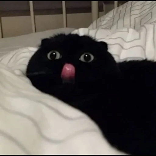 gato, gato negro, gato negro, gatos graciosos, querido meme de gato