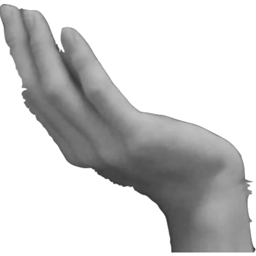 mano, palmera, dedos, parte del cuerpo, manos humanas