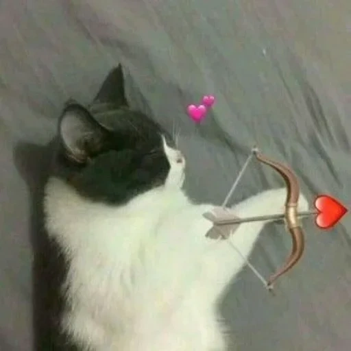 кот, кошка, котики, кошка кот, романтичные пикчи котиками