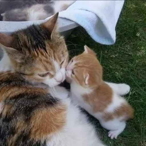 кошка, котики, ласковая кошка, мама кошка котята, котики обнимаются