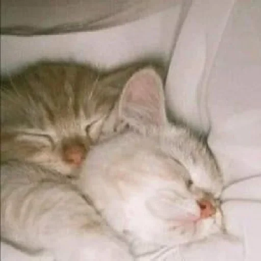 кошка, котики, котики любовь, спящий котенок, очаровательные котята