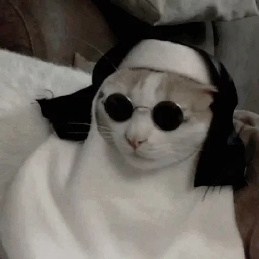 кот, паблик, twitch.tv, кот толик, кот католик