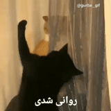 cat, cats, kitten, cat curtain, black cat