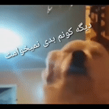 chiens, chiot, happy dog, dog rou shi, chien dansant sous l'explosion